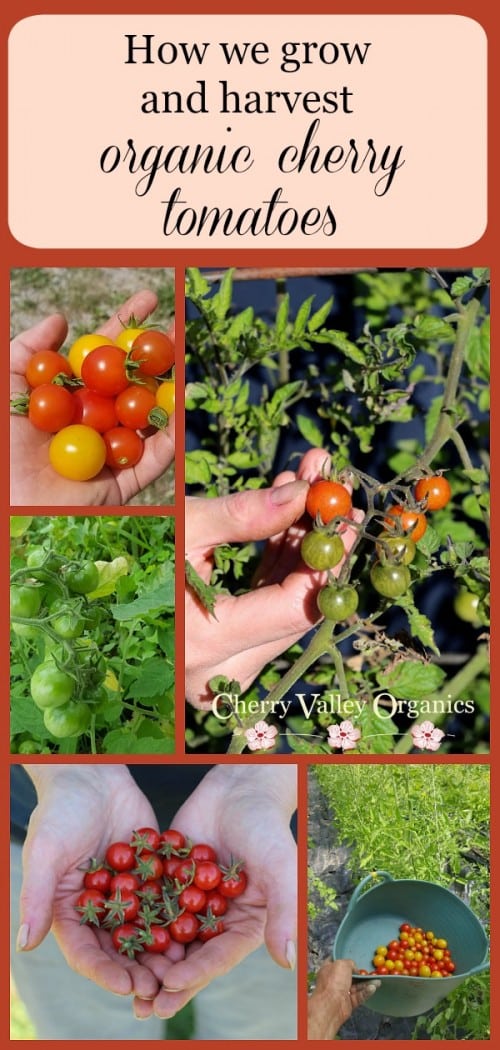 Cherry Valley Organics cherry tomatoes