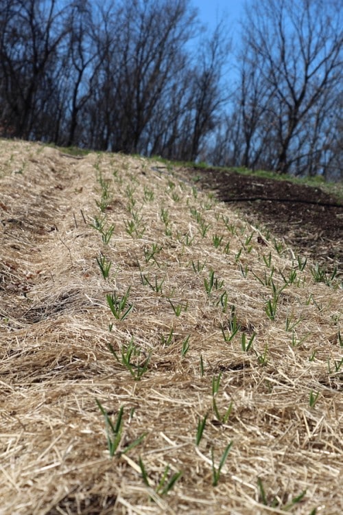 Cherry Valley Organics Garlic