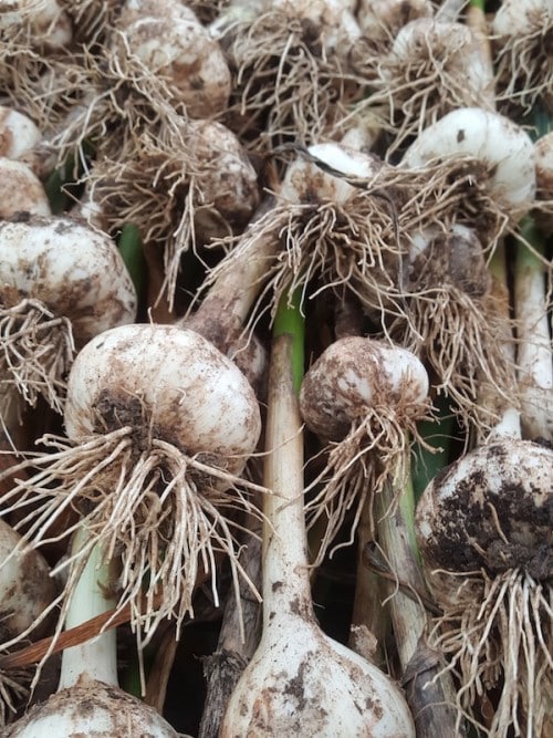 Cherry Valley Organics Garlic