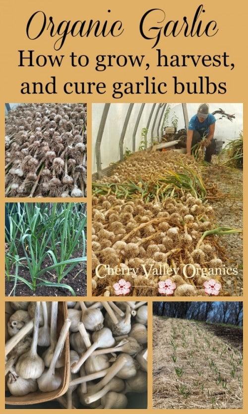 Cherry Valley Organics Garlic