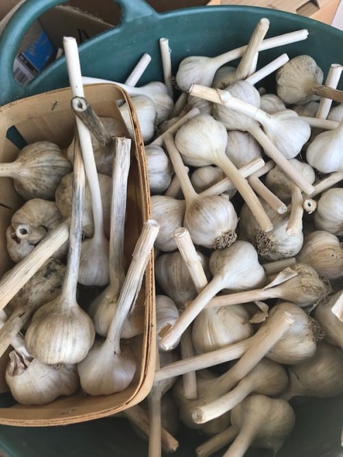 Cherry Valley Organics Garlic