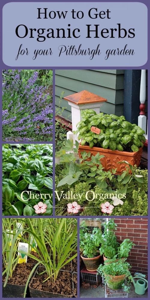 Cherry Valley Organics herb plants