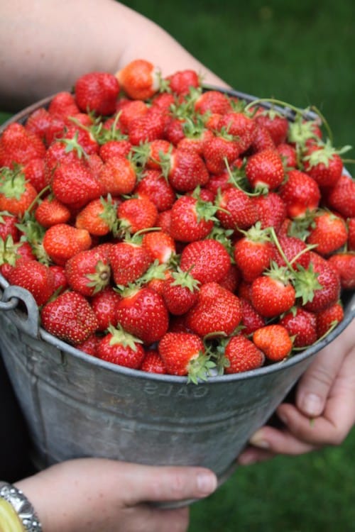 Cherry Valley Organics Strawberries