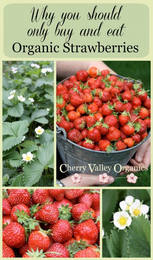 Cherry Valley Organics Strawberries