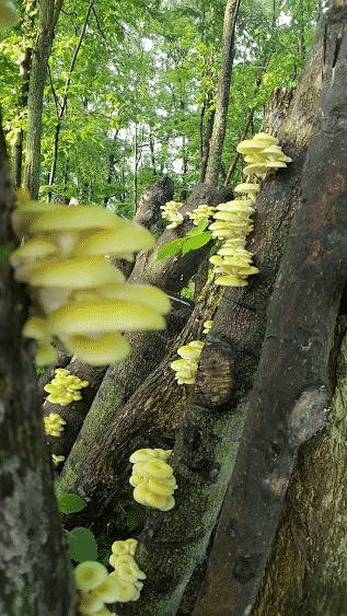 Cherry Valley Organics Mushrooms