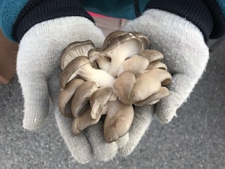 Cherry Valley Organics Mushrooms