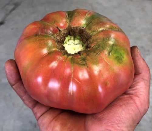 Cherry Valley Organics Heirloom Tomatoes