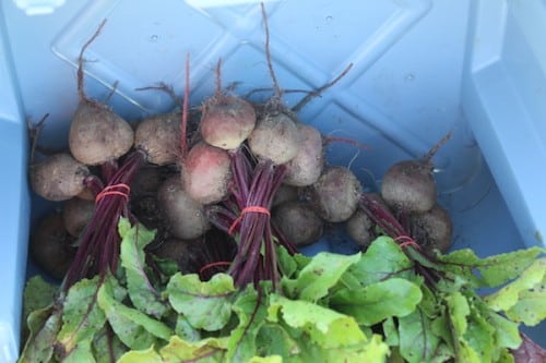 Cherry Valley Organics Beets