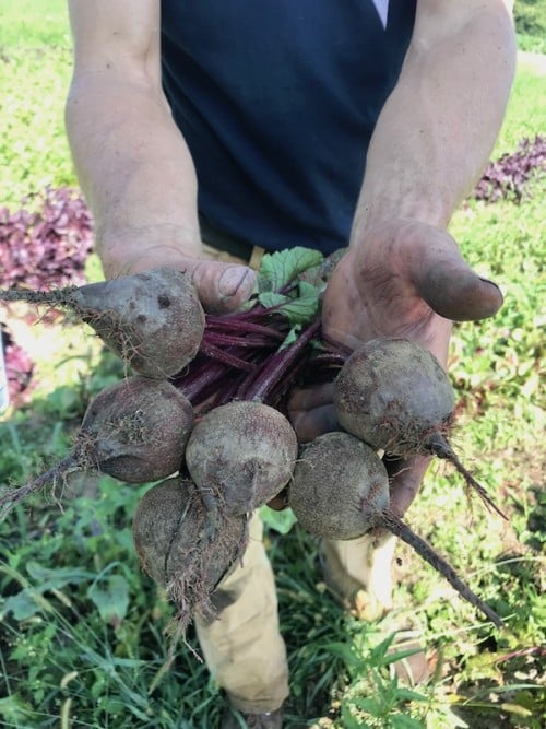 Cherry Valley Organics Beets