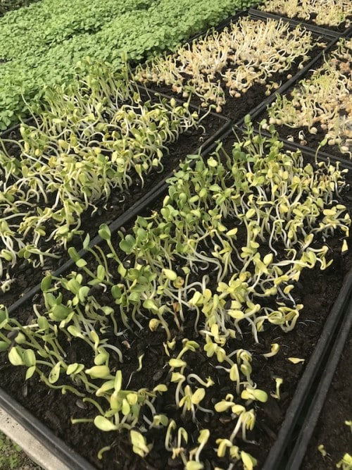 Cherry Valley Organics Microgreens