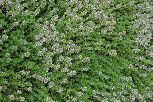 Thyme Varieties For Cooking • Ciao Florentina