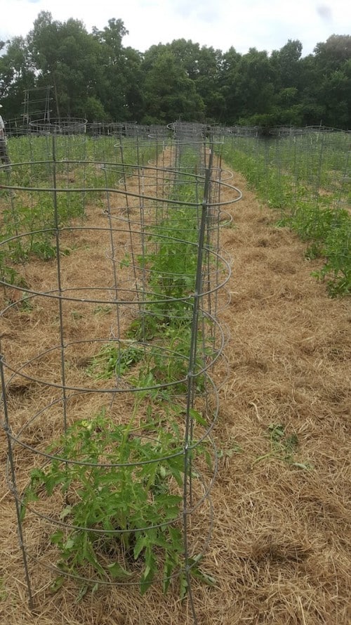 Cherry Valley Organics cherry tomatoes