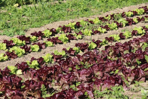 Cherry Valley Organics Lettuce