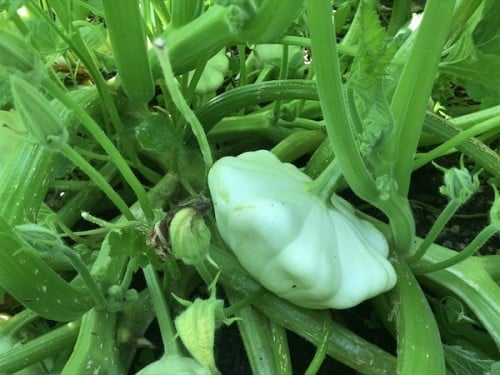 Cherry Valley Organics Patty Pan Squash