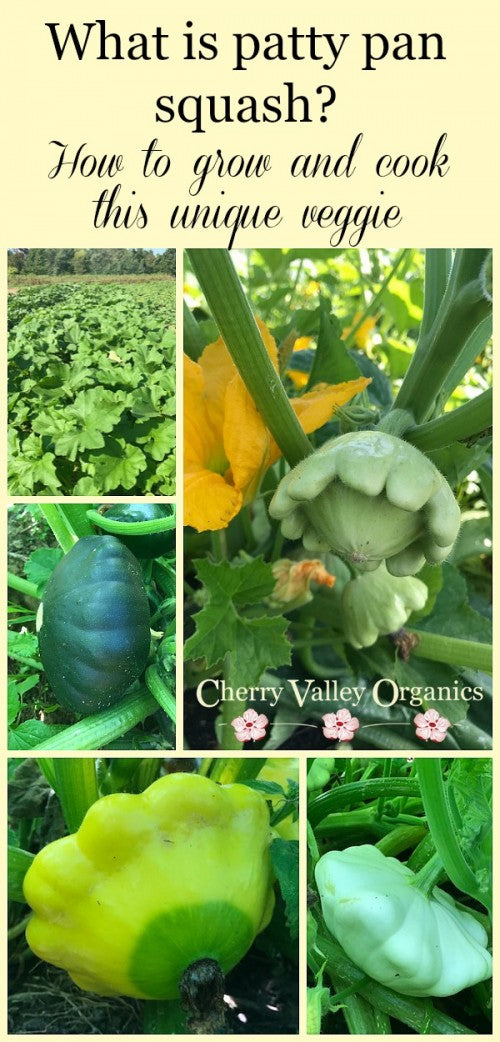 What is a patty pan squash and how to grow them. 