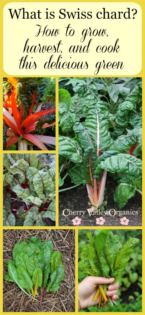 Cherry Valley Organics Swiss Chard