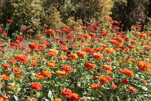 Cherry Valley Organics Flowers