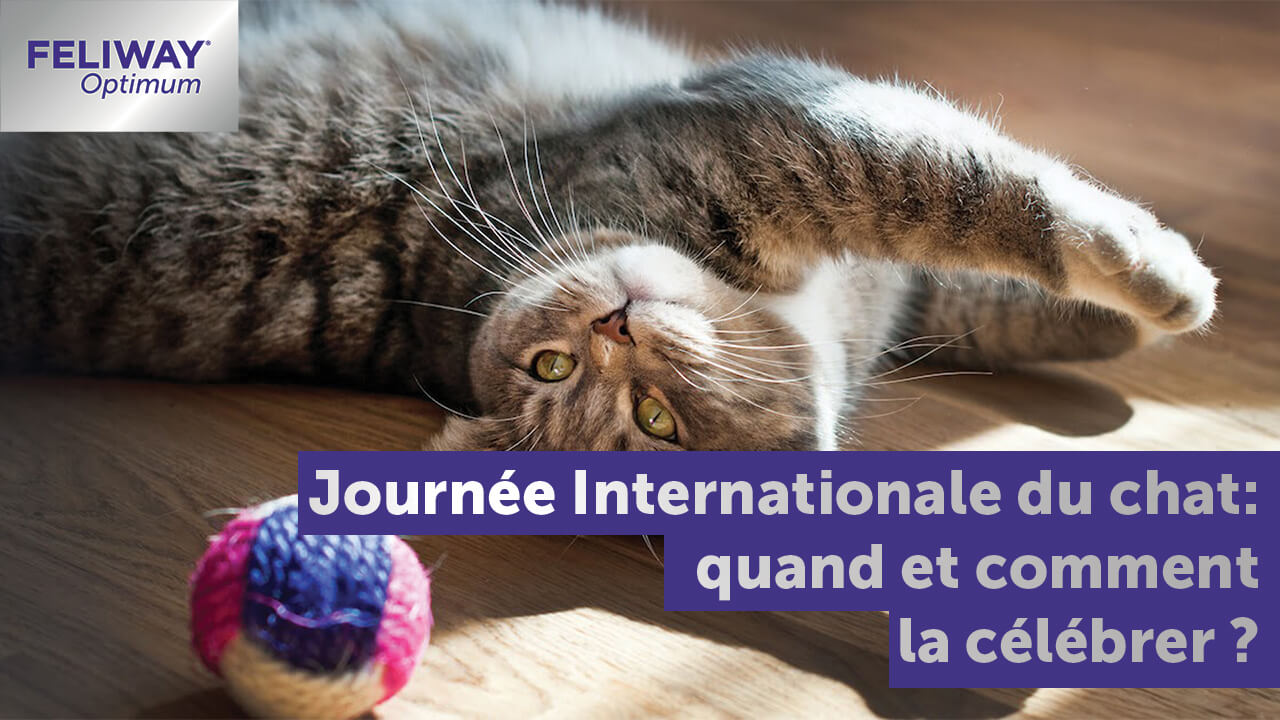Journée Internationale Du Chat Quand Et Comment La Célébrer Feliway France 2699