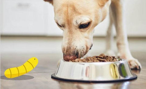 perro alimento premium comida insectos circular pet