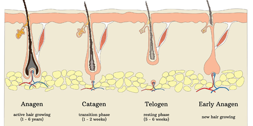 Matriptase and HAI1 expression in catagenand telogenphase hair   Download Scientific Diagram