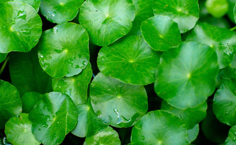 Gotu Kola Herb Leaves