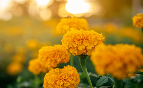 Marigold flower