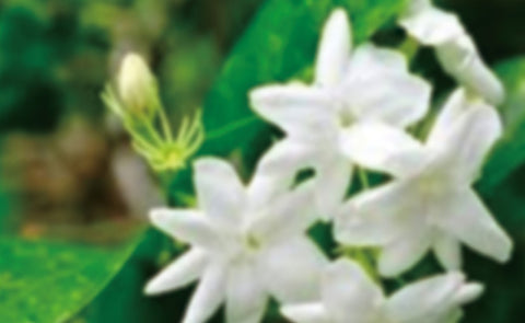 Jasmine Flower