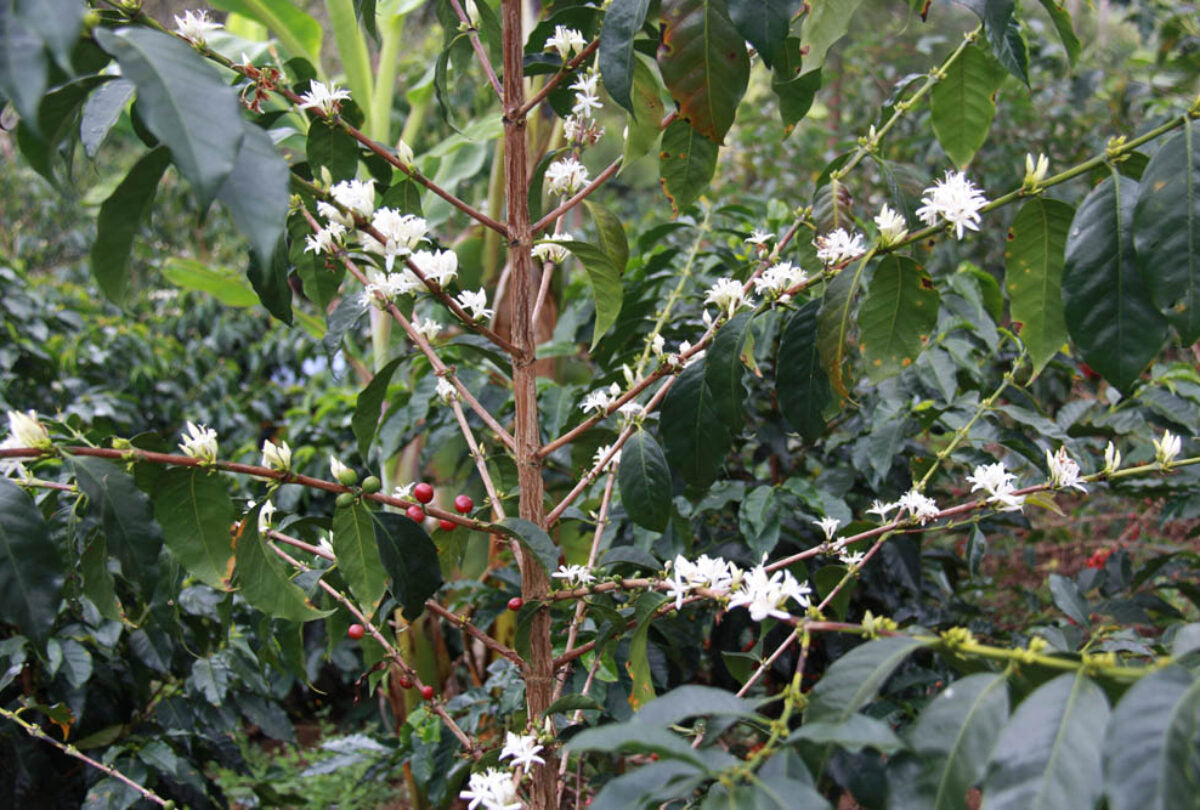 Things are looking good for Amaro's harvest