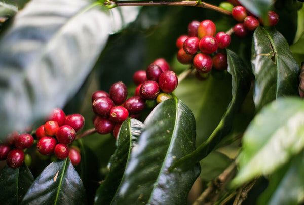 Typica hybrids, Bali