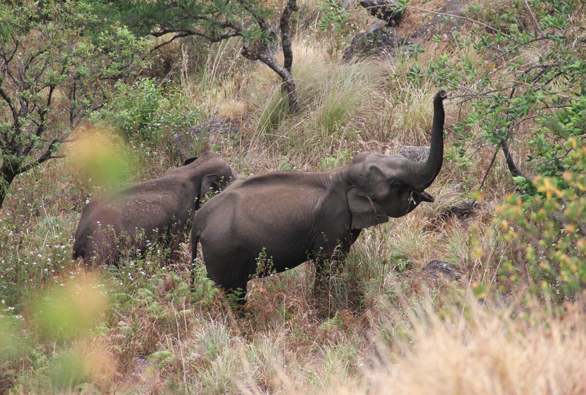 Wild elephants