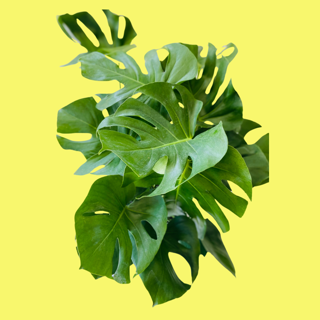 MONSTERA DELICIOSA