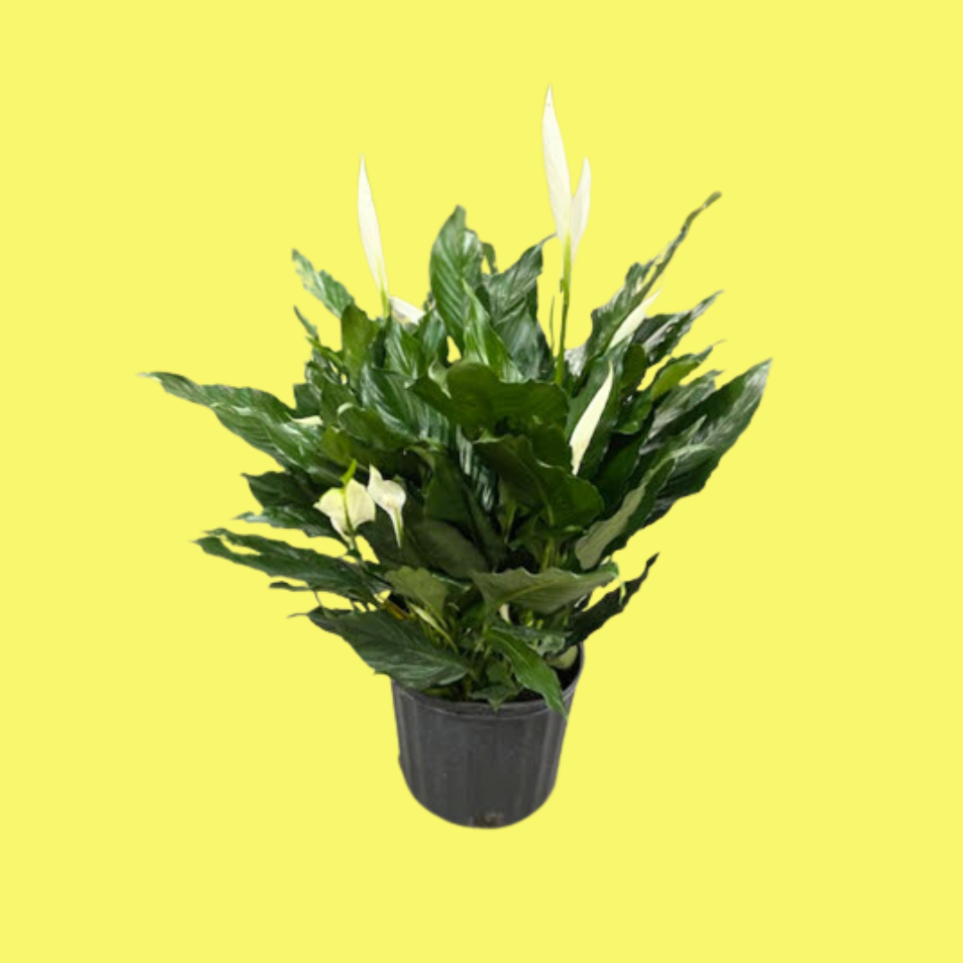 SPATHIPHYLLUM 'PEACE LILY'