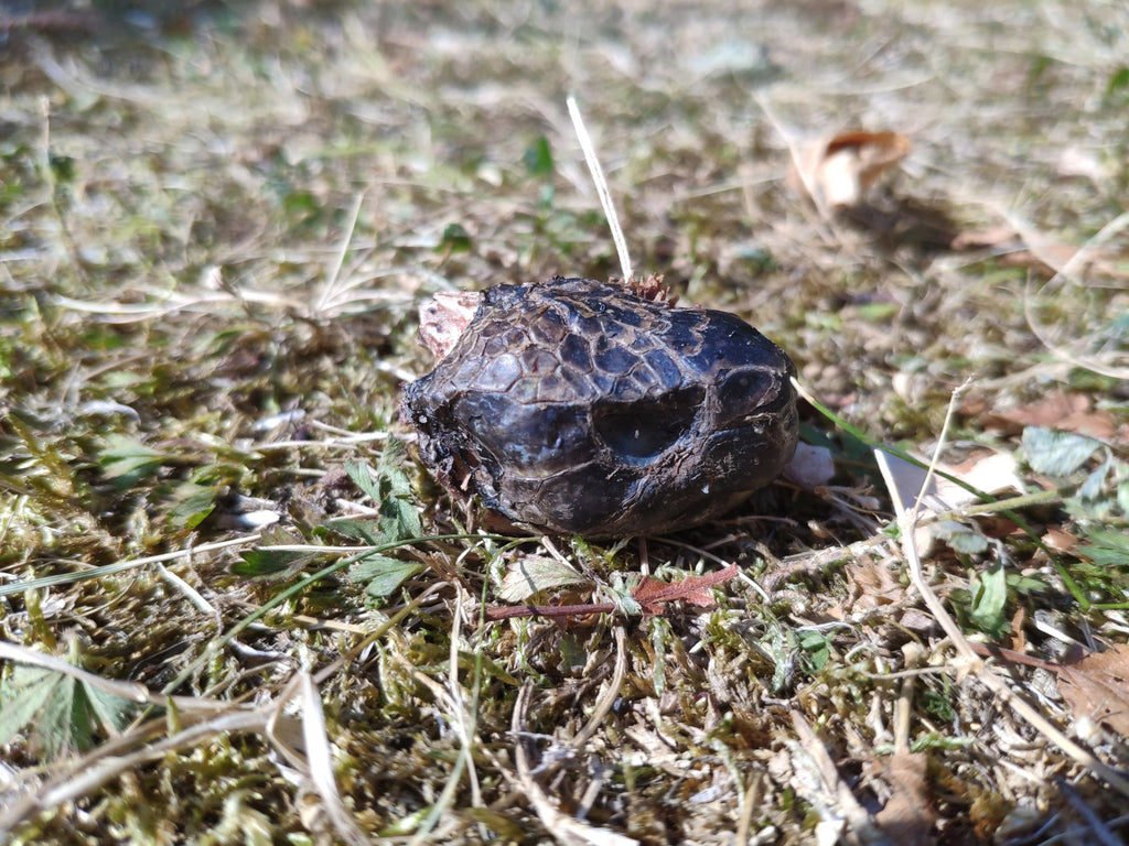 Abgetrennter Kopf einer Schildkröte