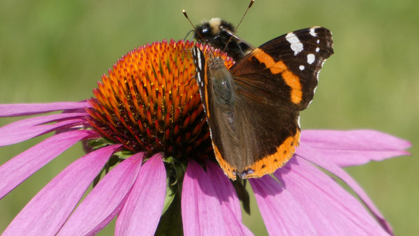 Biene und Schmetterling auf Echinacea purpurea