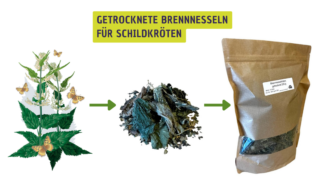 Getrocknete Brennnesseln für Schildkröten