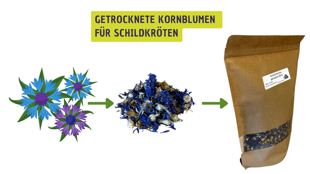 Getrocknete Kornblumen für Schildkröten