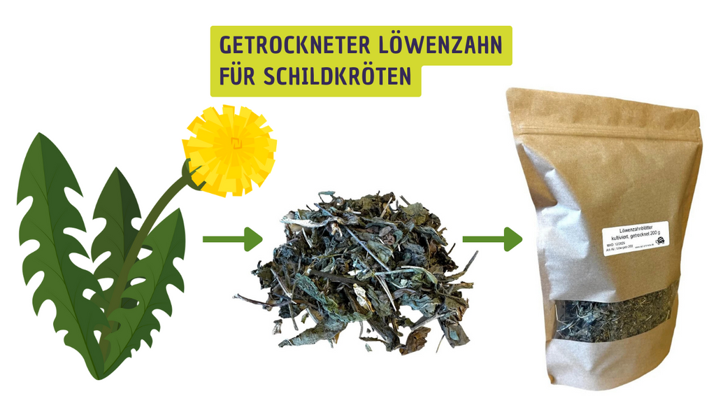 Getrockneter Löwenzahn für Schildkröten