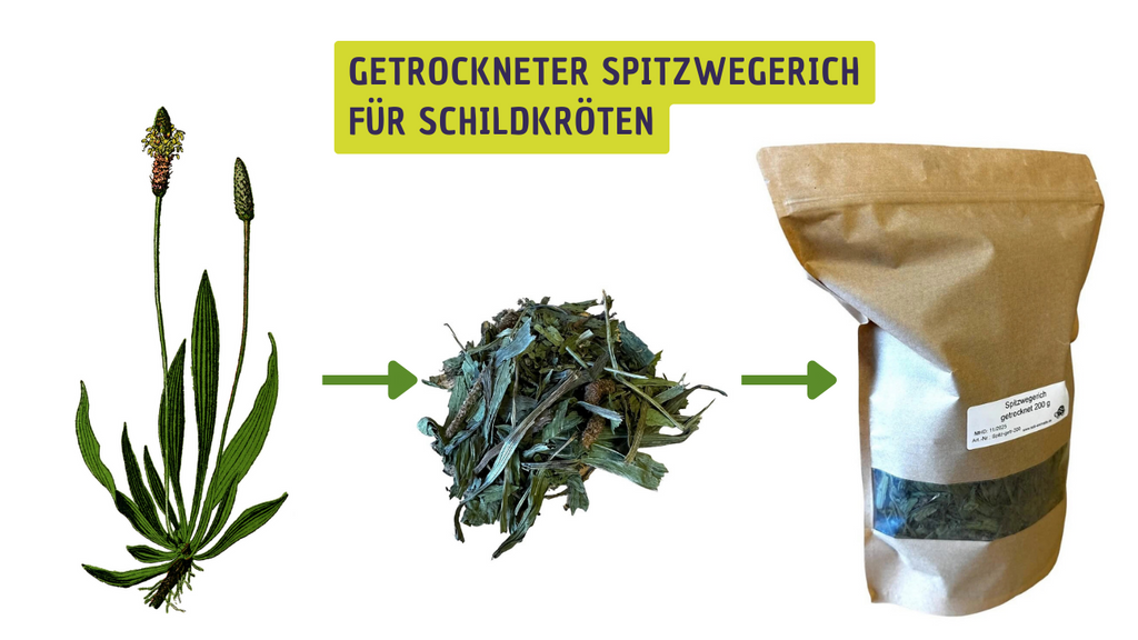 Getrockneter Spitzwegerich für Schildkröten