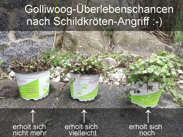 Golliwoog-Überlebenschancen