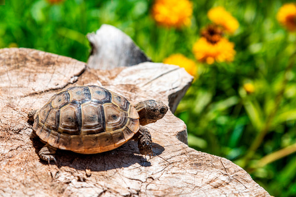 Griechische Landschildkröte mit Ringelblumen