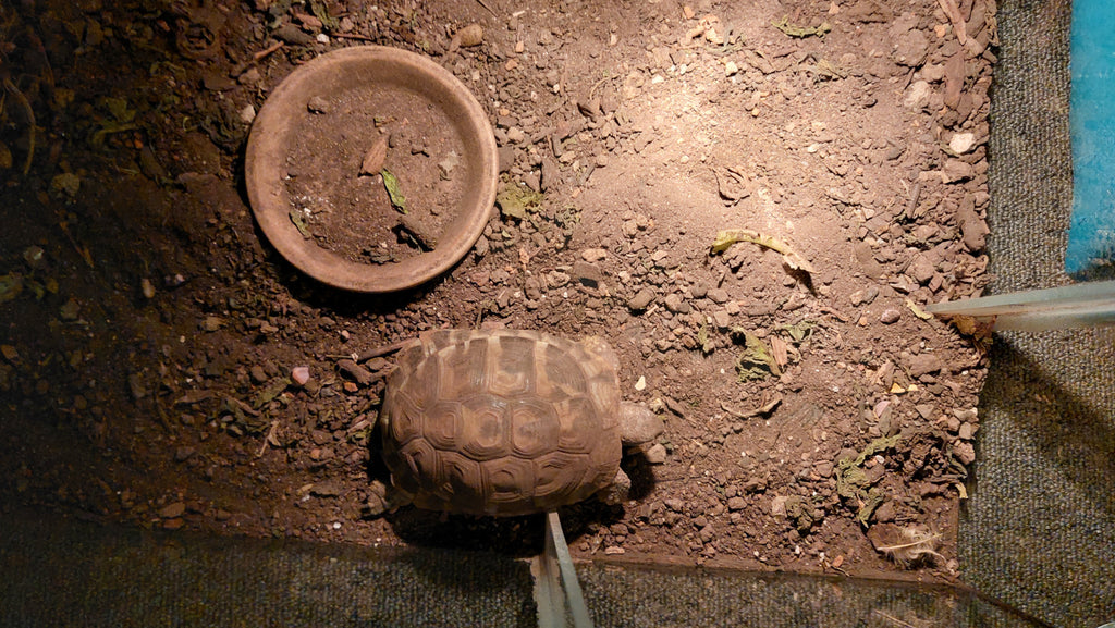 Griechische Landschildkröte