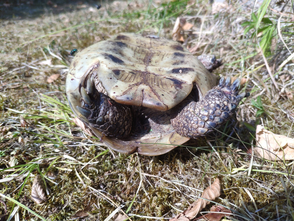 Griechische Landschildkröte mit abgerissenem Kopf