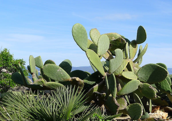 Kaktusfeige für Schildkröten