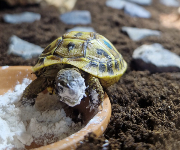 Kleine Schildkröte frisst Algenkalk aus Futterschale