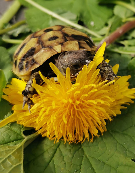 Kleine Griechische Landschildkröte auf Löwenzahn-Blüte