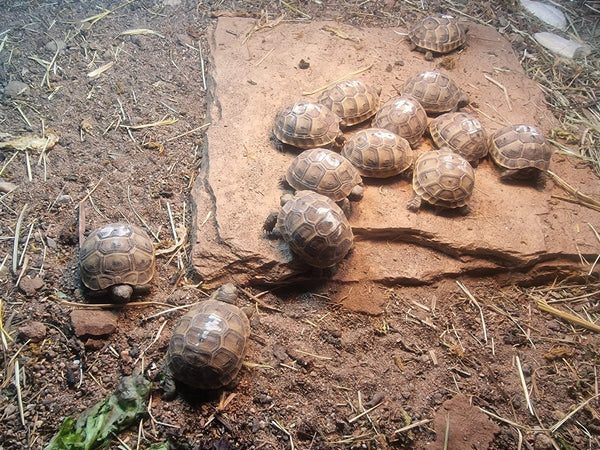 Kleine Maurische Landschildkröten (Testudo graeca) Nachzuchten