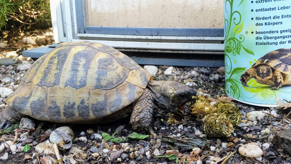 Landschildkröte frisst gesundes Agrobs TESTUDO