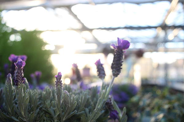 Lavendel im Gewächshaus