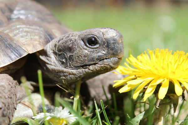 Maurische Landschildkröte mit Löwenzahn