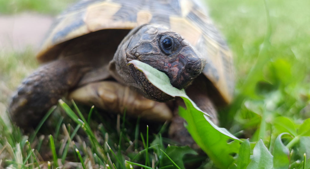 Schildkröte frisst Unkraut